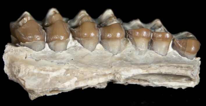 Oligocene Camel (Poebrotherium) Jaw Section #10604